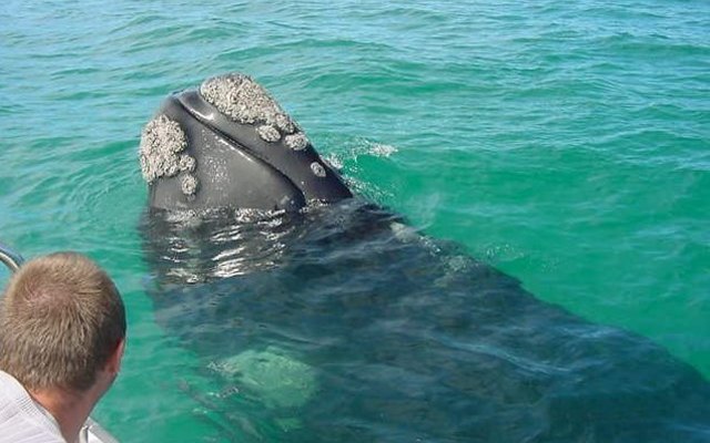 Spyhop is something we all want to see